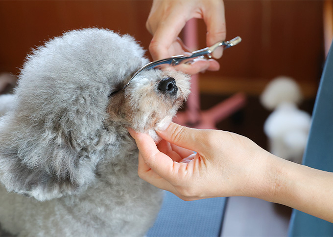 ワンちゃん一頭一頭に合わせた丁寧な対応